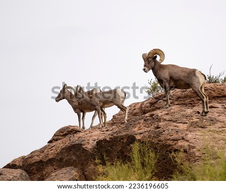 Photograph of Big Horn Sheep in Arizona. Royalty-Free Stock Photo #2236196605