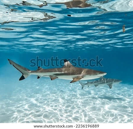 Black tip sharks , requins pointe noire , photographiés dans le lagon de moorea en Polynésie française 