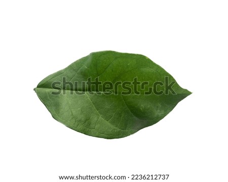 Green leave isolated background image 