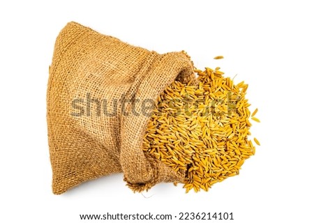 Top view pile of freshly harvested dry golden color paddy jasmine rice flowing out of falling gunny sack on white background. Royalty-Free Stock Photo #2236214101