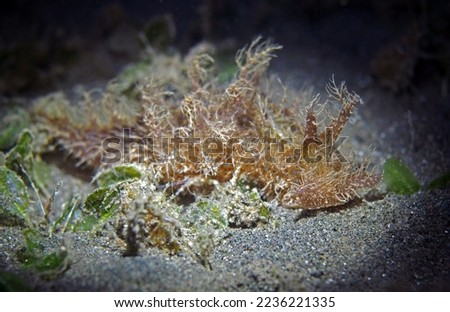 Hairy ornate sea slug at night