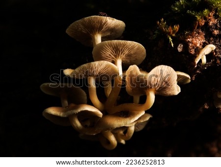 Mushroom emerg in the rainforest