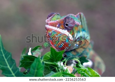 Beautiful of panther chameleon ambilobe, The panther chameleon on wood, Panther chameleon closeup with natural background