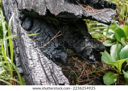 Fire-damaged forest. Burnt boreal forests. Wildfire low fire in a mixed forest with a predominance of pine. Burnt, charred tree trunks, stumps and branches Royalty-Free Stock Photo #2236254925