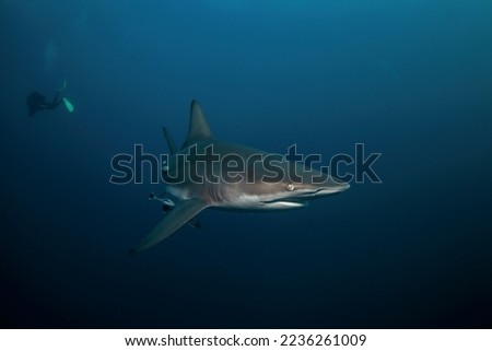 Black tip shark during dive. Sharks in the South Africa coast. Marine life in Indian ocean. 
