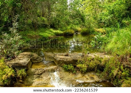 A scenic view of calm creek, beautiful and quiet scenery in a forest