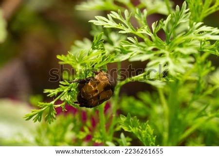 Gymnetis beetle crawling on a wormwood plant seen from behind in a sunny day