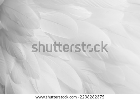 Bright white feather texture. Overhead top view, flat lay. Copy space. Birthday card, Mother's, Valentines, Women's, Wedding Day concept.  Selective focus Royalty-Free Stock Photo #2236262375