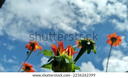 Fiesta del sol flowers that bloom beautifully in the morning with blue sky as a background