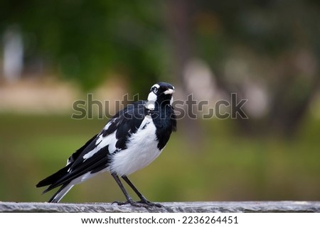 A friendly black and white Magpie-lark (Grallina cyanoleuca) an Australian bird with pee-o-wit' cry called Pee Wee , Murray magpie or Mudlark looks for food on a late morning in late spring. Royalty-Free Stock Photo #2236264451