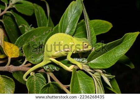 Gorgeous Flap-necked chameleon (Chamaeleo dilepis) on a branch