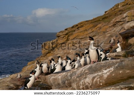 Small colony of Imperial Shag (Phalacrocorax atriceps albiventer) on the cliffs of Saunders Island on the Falkland Islands