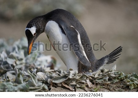 Gentoo Penguins (Pygoscelis papua) nesting on Sea Lion Island in the Falkland Islands.