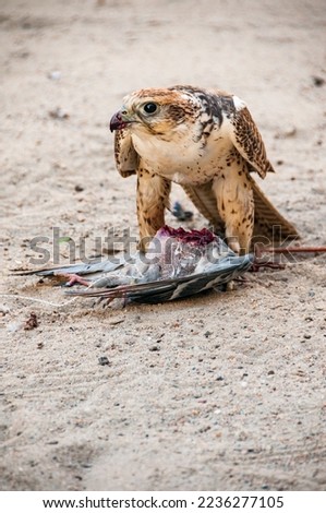 A saker falcon eating a pigeon after training in the square of the Falcon Souq, Doha, Qatar