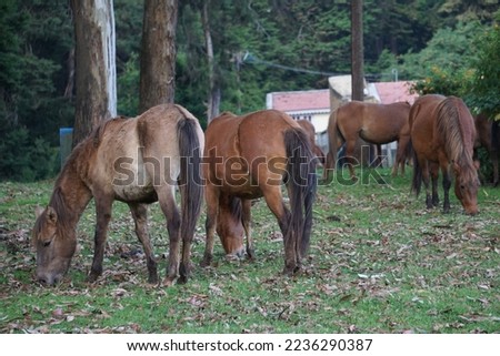Group of horses grazing the grass in pasture at ooty