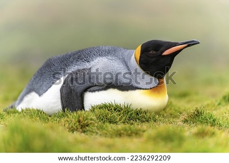 individual king penguin (APTENODYTES PATAGONICUS) lies relaxed on its belly in green grass of South Georgia, looking ahead	