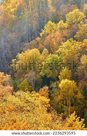 AERIAL: Vibrantly colored forest trees at hilly countryside in autumn season. Magical color contrast between conifer and deciduous trees. Beautiful autumn palette spreading across landscape.