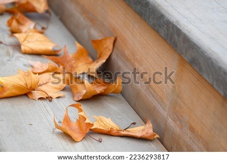 leafes lying on a wooden seat