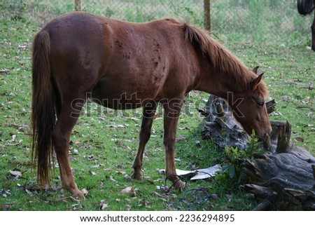 Portrait of a horse grazing near the tree trunk