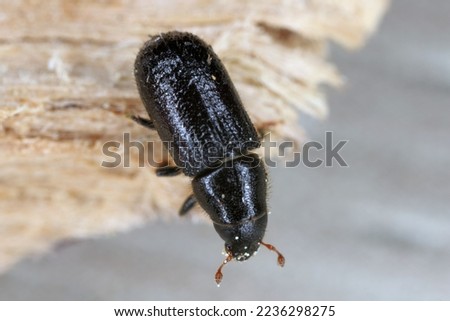 Lesser pine shoot beetle, Tomicus minor. The bark beetle, Scolytinae, Scolytidae a pest in coniferous forests. Royalty-Free Stock Photo #2236298275