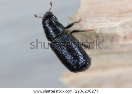 Lesser pine shoot beetle, Tomicus minor. The bark beetle, Scolytinae, Scolytidae a pest in coniferous forests. Royalty-Free Stock Photo #2236298277