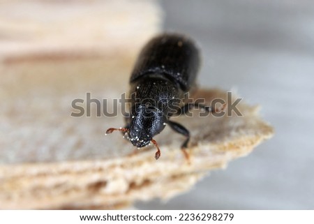 Lesser pine shoot beetle, Tomicus minor. The bark beetle, Scolytinae, Scolytidae a pest in coniferous forests. Royalty-Free Stock Photo #2236298279