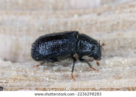 Lesser pine shoot beetle, Tomicus minor. The bark beetle, Scolytinae, Scolytidae a pest in coniferous forests. Royalty-Free Stock Photo #2236298283