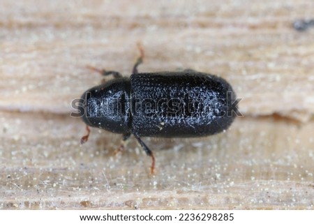 Lesser pine shoot beetle, Tomicus minor. The bark beetle, Scolytinae, Scolytidae a pest in coniferous forests. Royalty-Free Stock Photo #2236298285