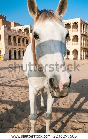 A white horse in the stables part of Souq Waqif in Doha.