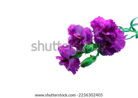 Bold and vibrant dark pink and violet carnation flower on a green stem. Macro, close-up image, petal details, set against a white background with negative space.