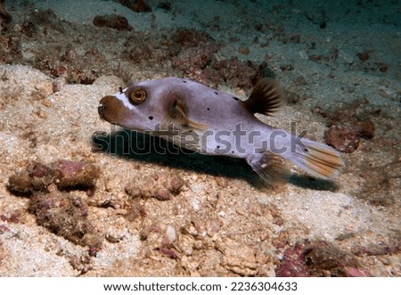 A Seal Faced Pufferfish swimming  Boracay Island Philippines