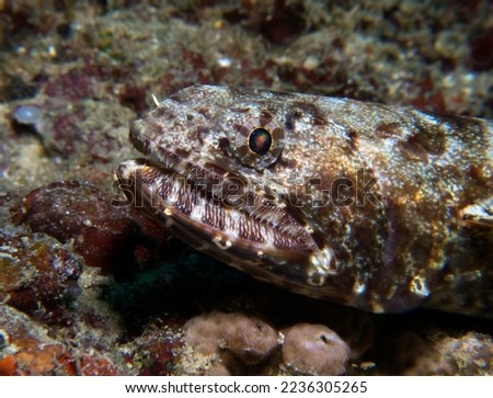 A sand Lizardfish camouflaged on rocks Boracay Island Philippines