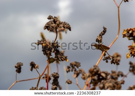 Ripe buckwheat plants on the field. Selective focus. Shallow depth of field.