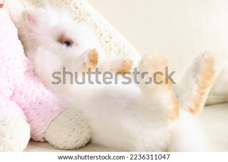Fluffy white rabbit on sofa, closeup. Cute pet