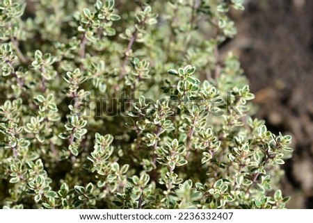 Silver QueenThyme - Latin name - Thymus x citriodorus Silver Queen Royalty-Free Stock Photo #2236332407