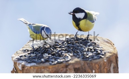  Little birds feeding on a bird feeder with sunflower seeds. Winter time. Blue tit and Great tit