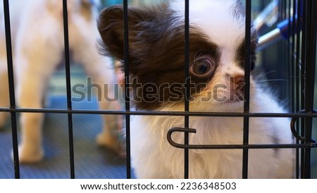 Tiny homeless puppy sits in corner of cage at shelter. Black and white dog cobby chihuahua gets angry and fights with active and playful beige pug dog. Dogs in cage can't get along with each other. Royalty-Free Stock Photo #2236348503