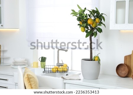 Potted lemon tree and ripe fruits on kitchen countertop, space for text