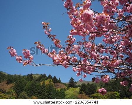 Image of double cherry blossom in Japan
