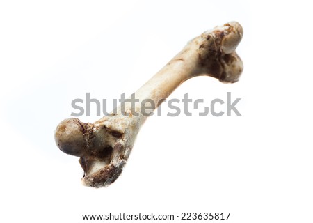 old bone isolated on white background Royalty-Free Stock Photo #223635817