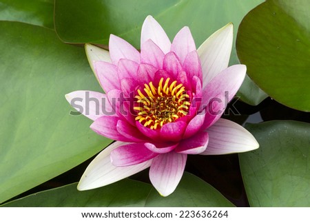 lotus--the view of zen