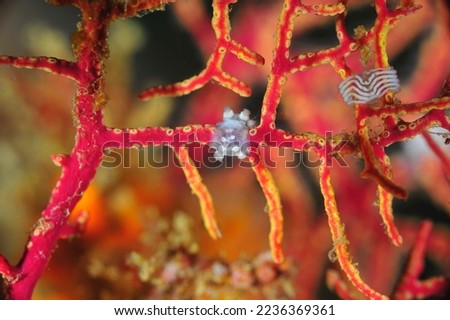 under water nudibranch macro photo