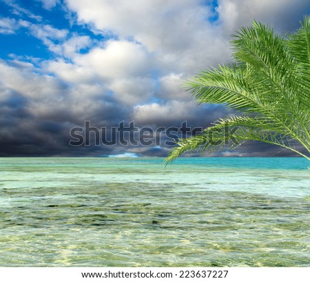 turquoise sea sky coconut palm