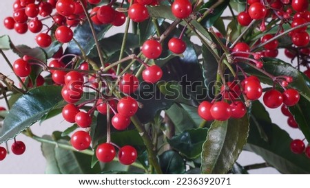 Ardisia bospremium hybrid species, Christmas ornamental plant. House plant. Red berries and leaves. Late autumn shots.