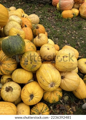 Yellow and orange ripe pumpkins on the green autumn grass.  Autumn landscape