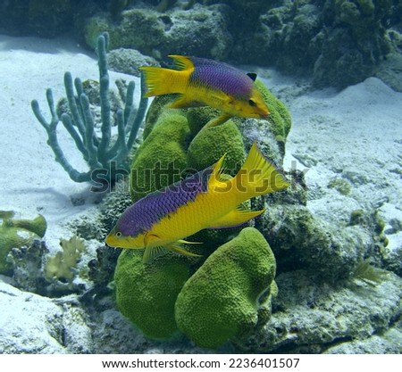 A pair of Spanish Hogfish on the reef