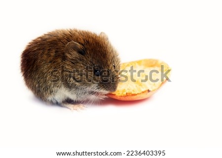 Mouse-like rodents as malicious pests for humans. Mice and voles enter warehouses and households and destroy grains, vegetables, fruits. Vole nibbles apple, isolated on white background Royalty-Free Stock Photo #2236403395
