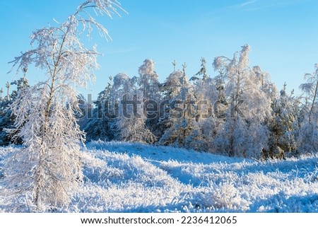 A picturesque winter forest landscape with a bent icy birch on a frosty sunny day. A great picture of the wilderness. The concept of the beauty of the earth, travel and tourism