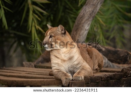 Male cougar lying down looking to the side in selective focus and blurred background