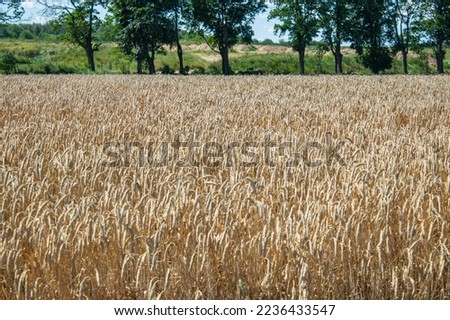 
Wheat field close up in the sun